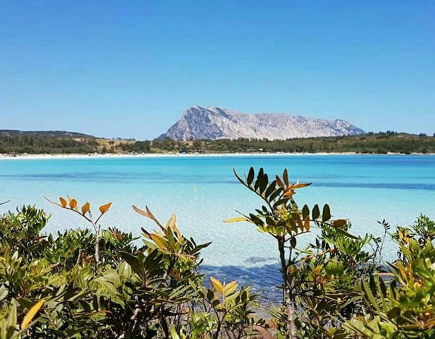 Amazing House 10 Min By Car From The Beach Olbia Ngoại thất bức ảnh